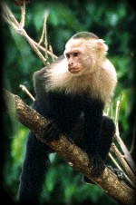 White Faced Monkey, Manuel Antonio National Park